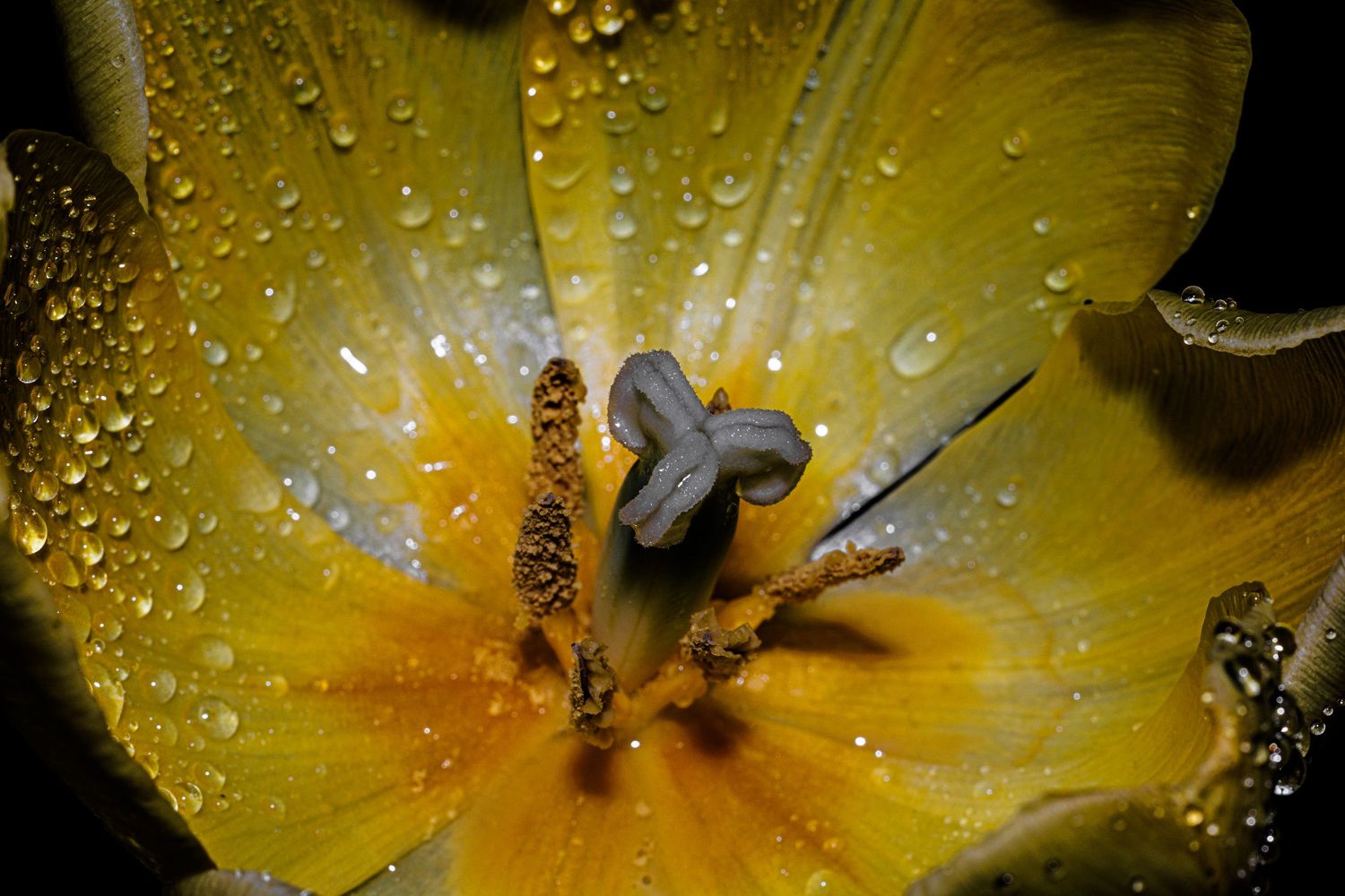 Close-up of a yellow tulip with water droplets on petals, revealing detailed stamens and pistil in macro photography.