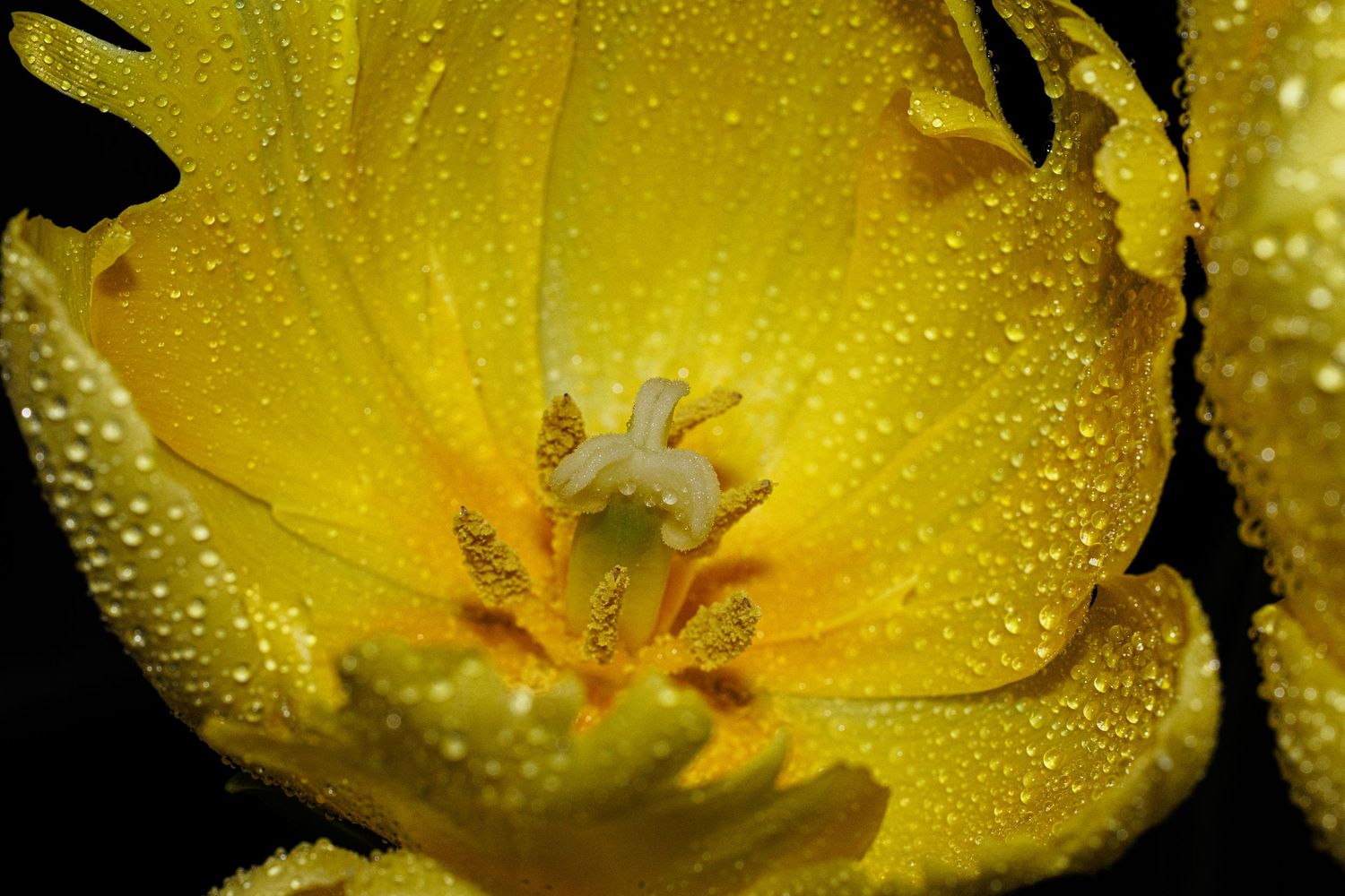 Close-up of a yellow tulip with water droplets on petals, revealing white stamens and pistil against a dark background.