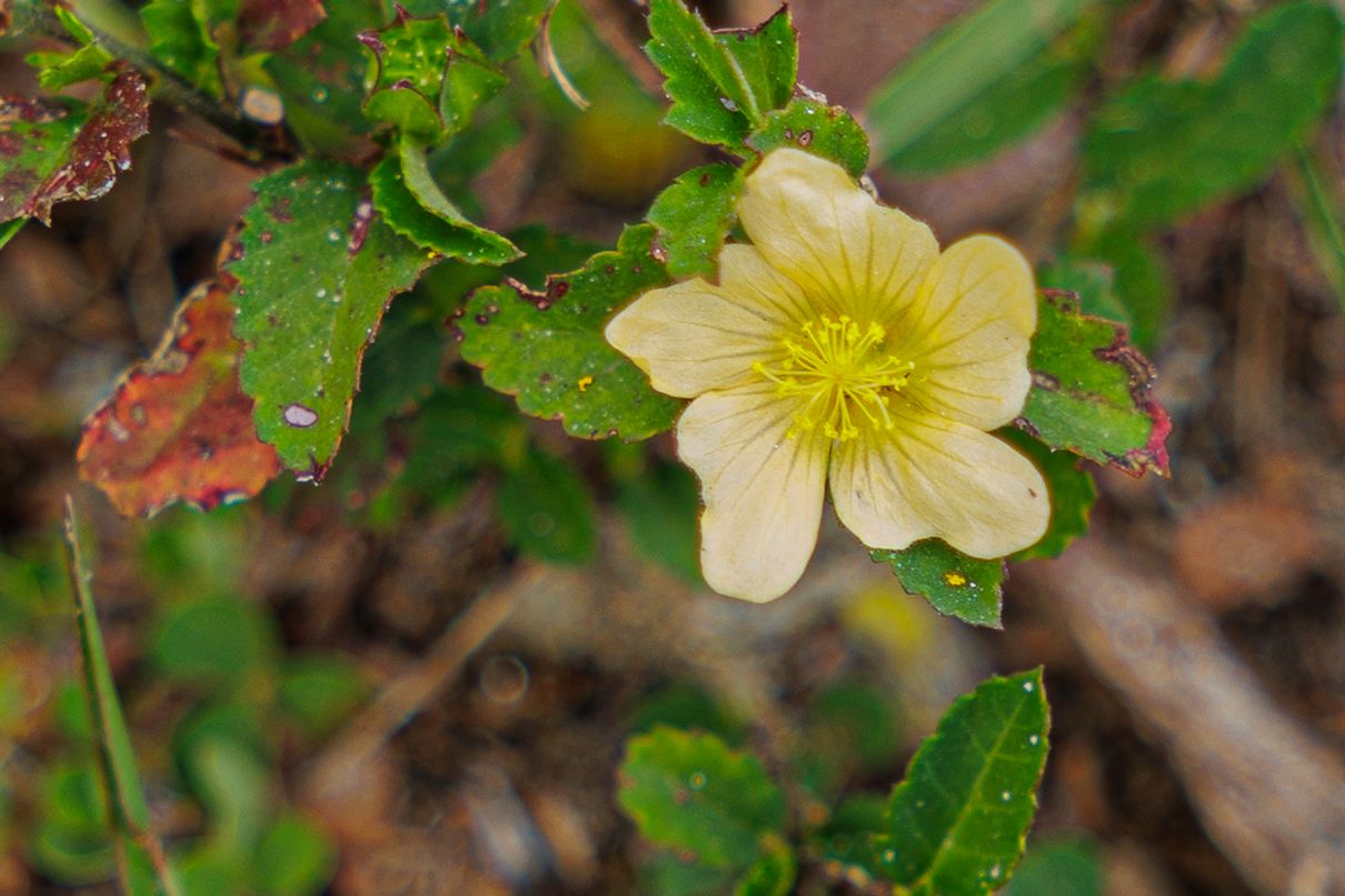 Yellow flowering Helleborus growing in a garden with green leaves and pink buds visible in natural setting.