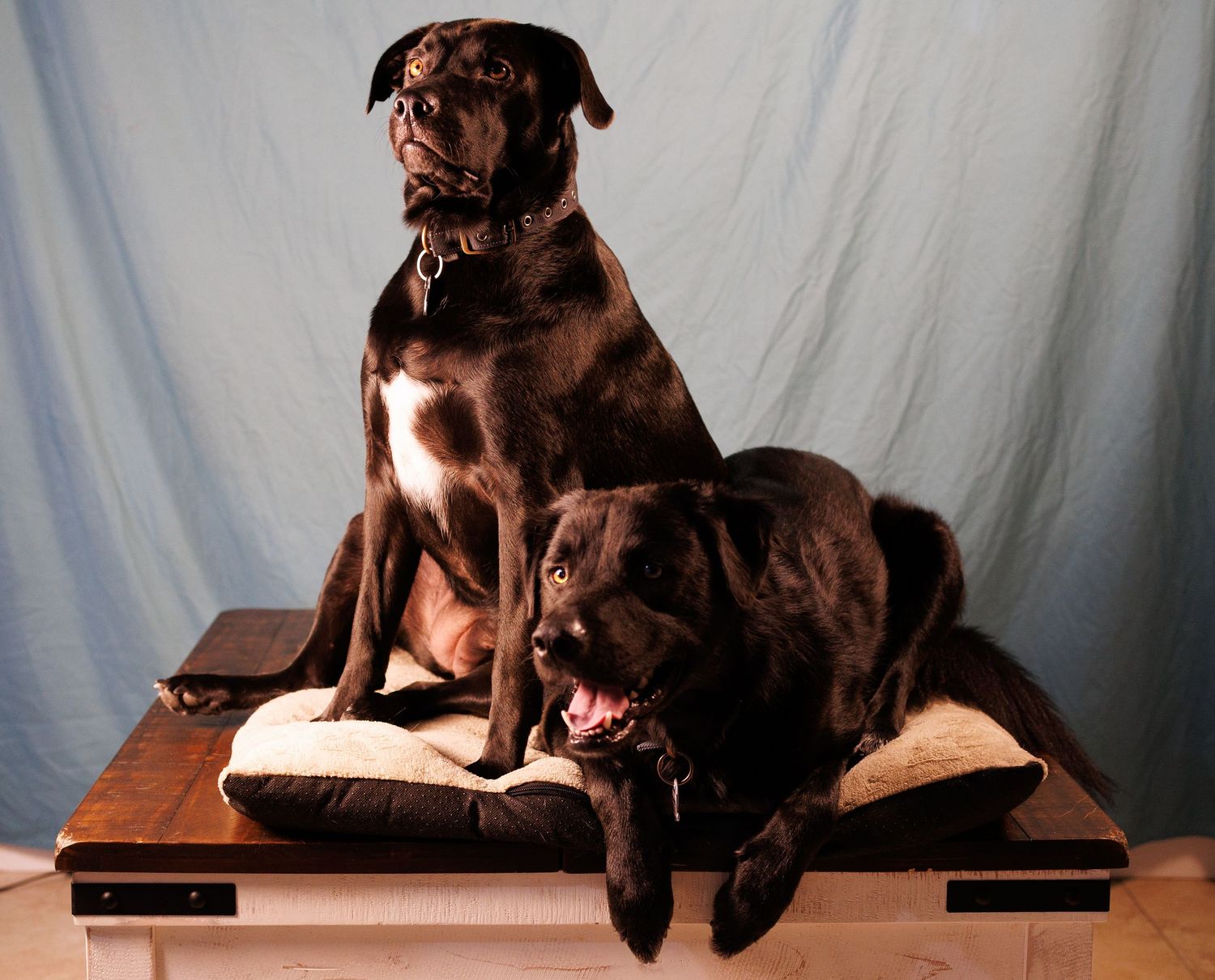 Abbey & Ozzie