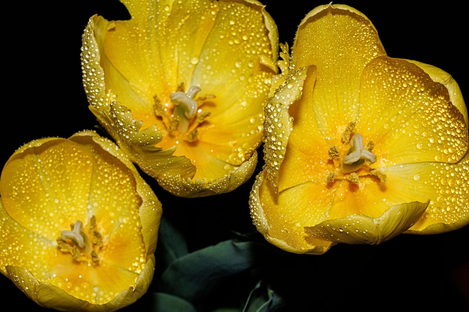 Three yellow tulips covered in water droplets against a dark background, showcasing vibrant petals and delicate stamens.