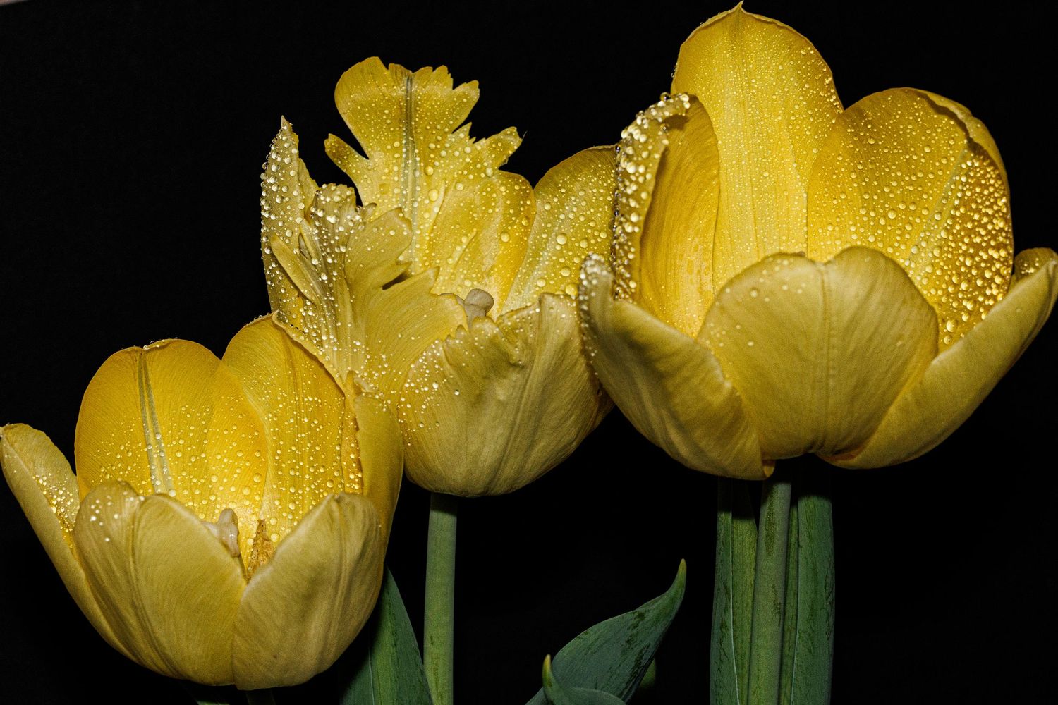 Three yellow tulips with water droplets on petals against a black background.