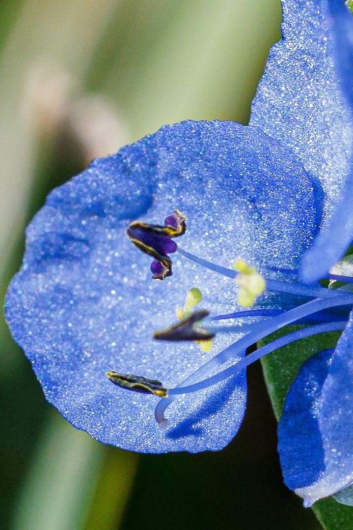 Close-up sequence of vibrant blue morning glory flower petals with water droplets sparkling in natural light.