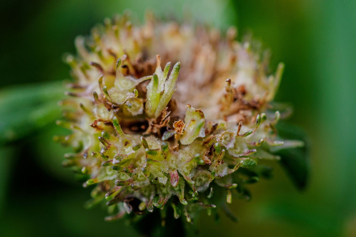 Macro shot of a dried brown and green flower head with delicate stamens against a blurred natural background.