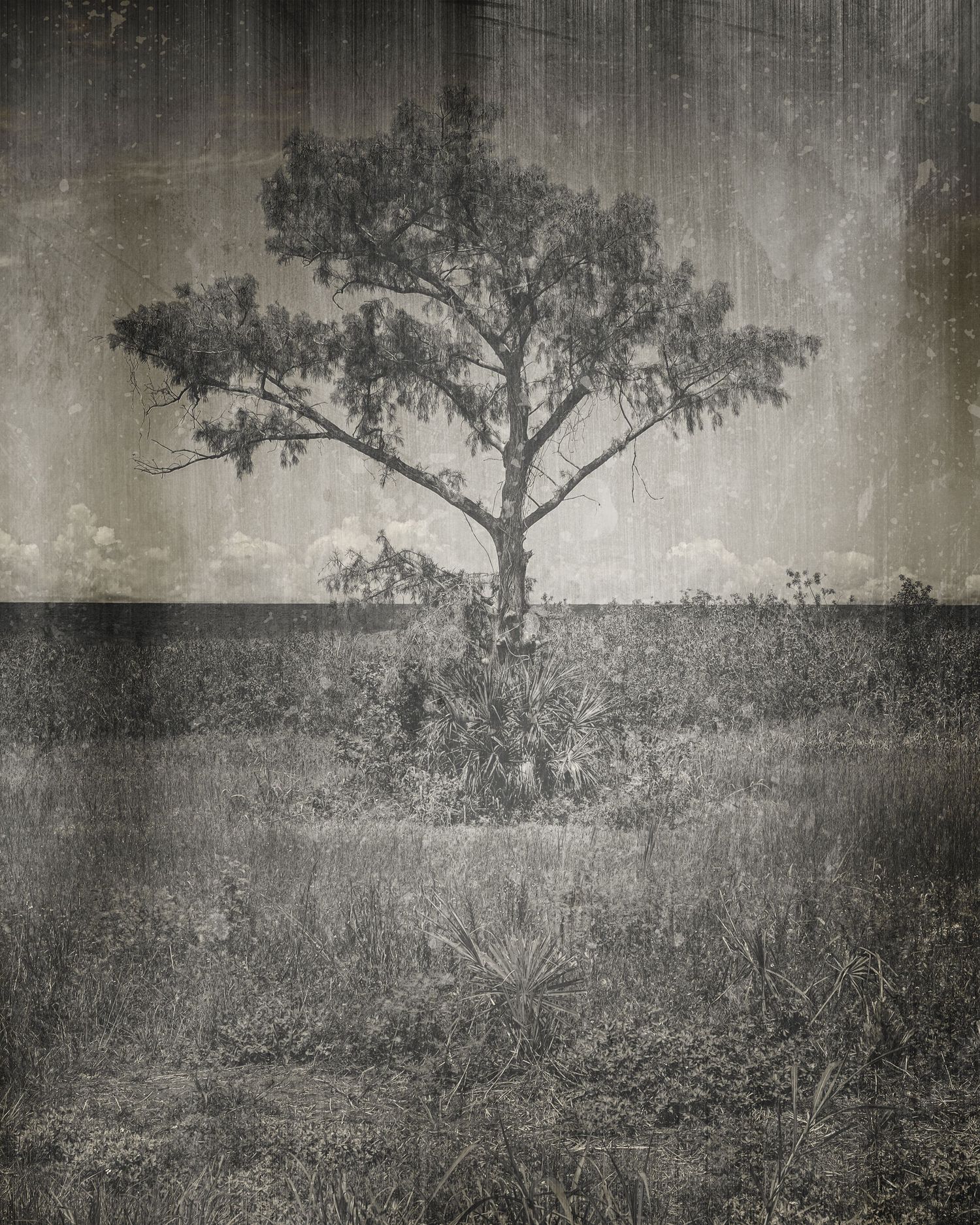 Vintage black and white photo of a lone tree standing in an open field under a dramatic, textured sky.