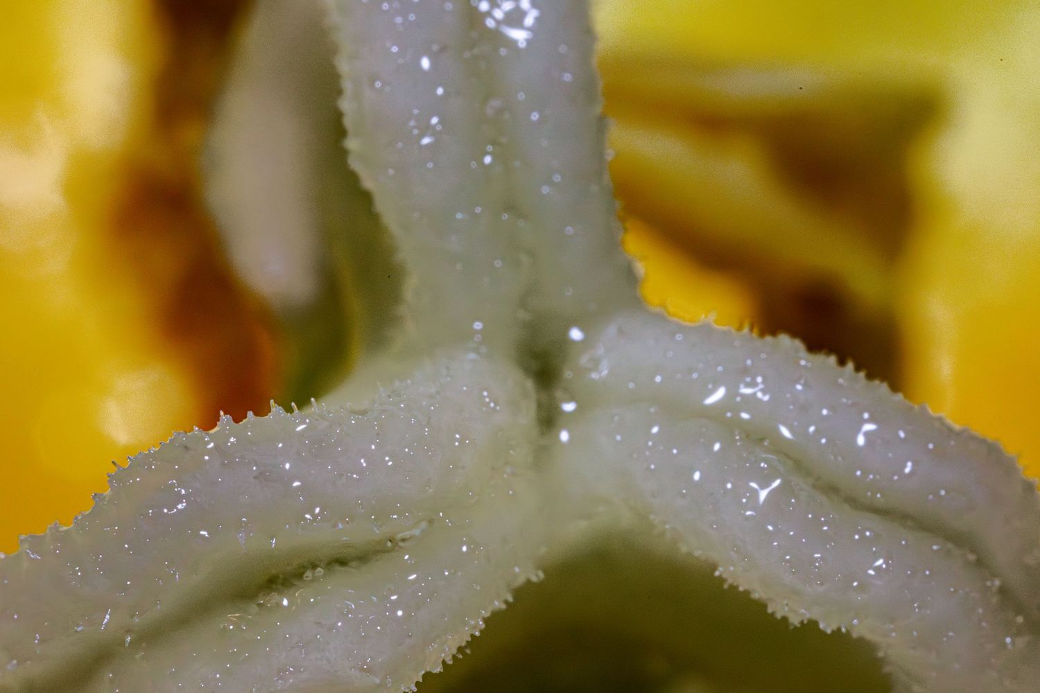 Close-up macro shot of the interior cross-section of a yellow bell pepper showing white seeds and membranes.