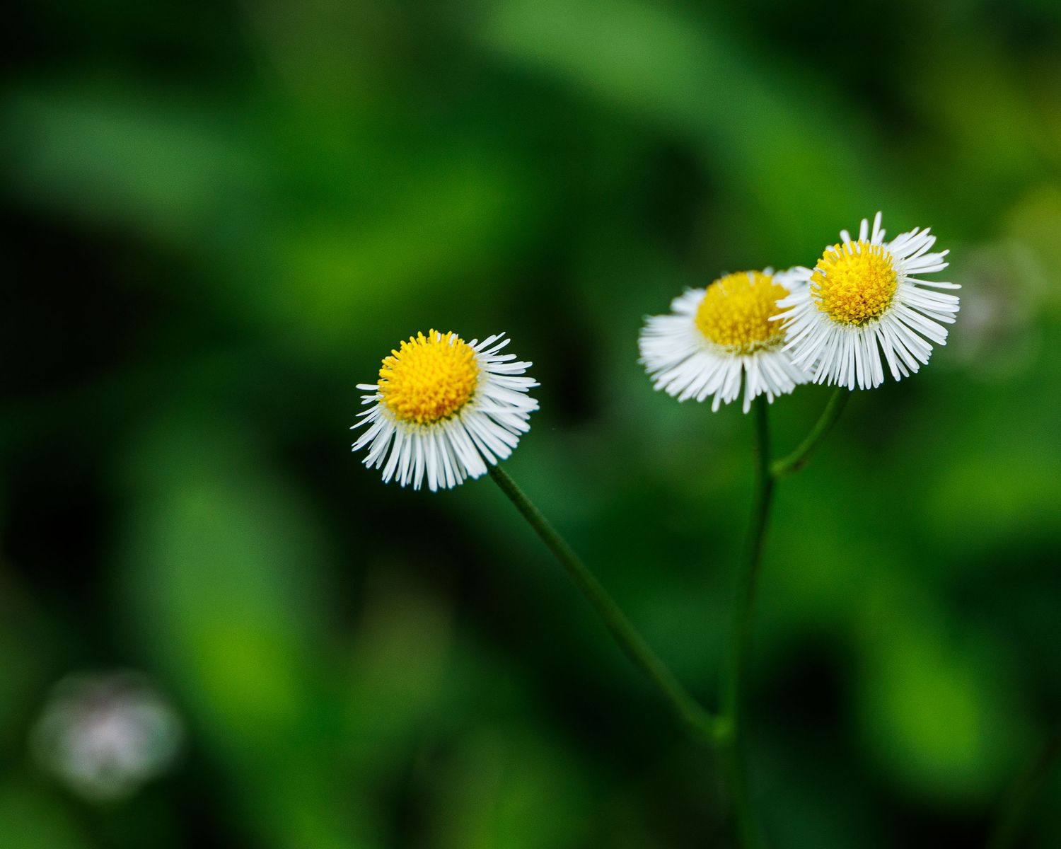 Weeds, Port St Lucie, Florida