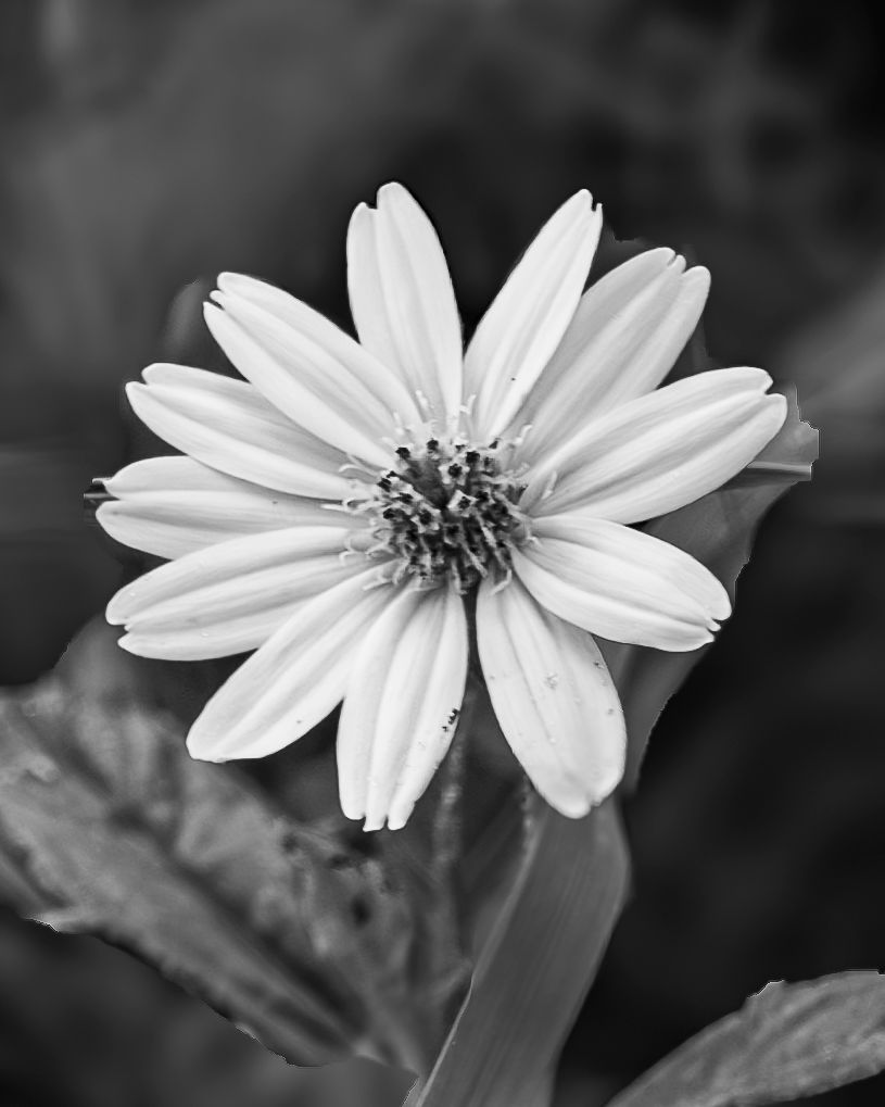A series of white daisy-like flowers in black and white photography with delicate petals and dark centers.