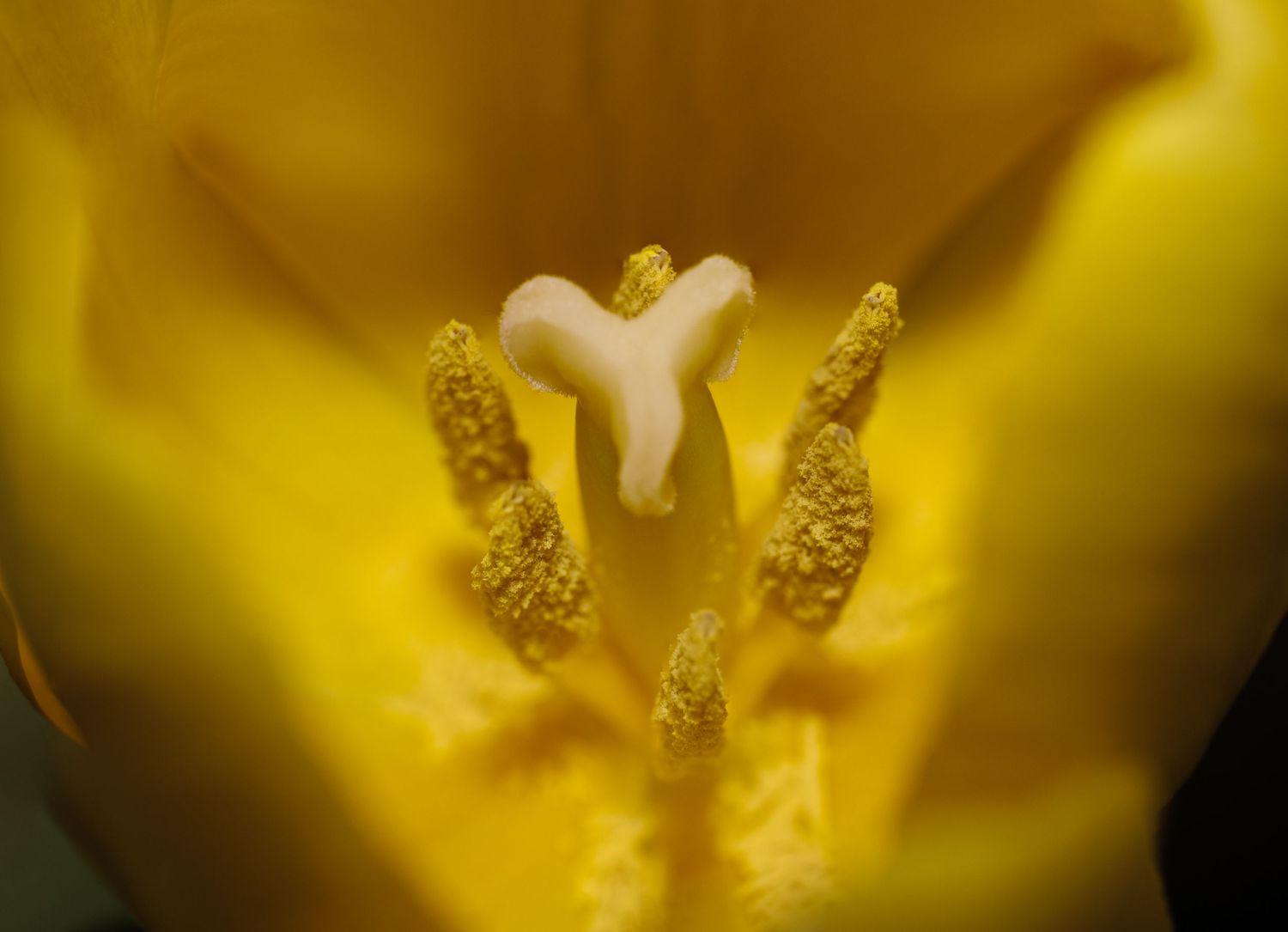 Close-up macro photo of a yellow tulip's interior showing white pistil and golden pollen-covered stamens.