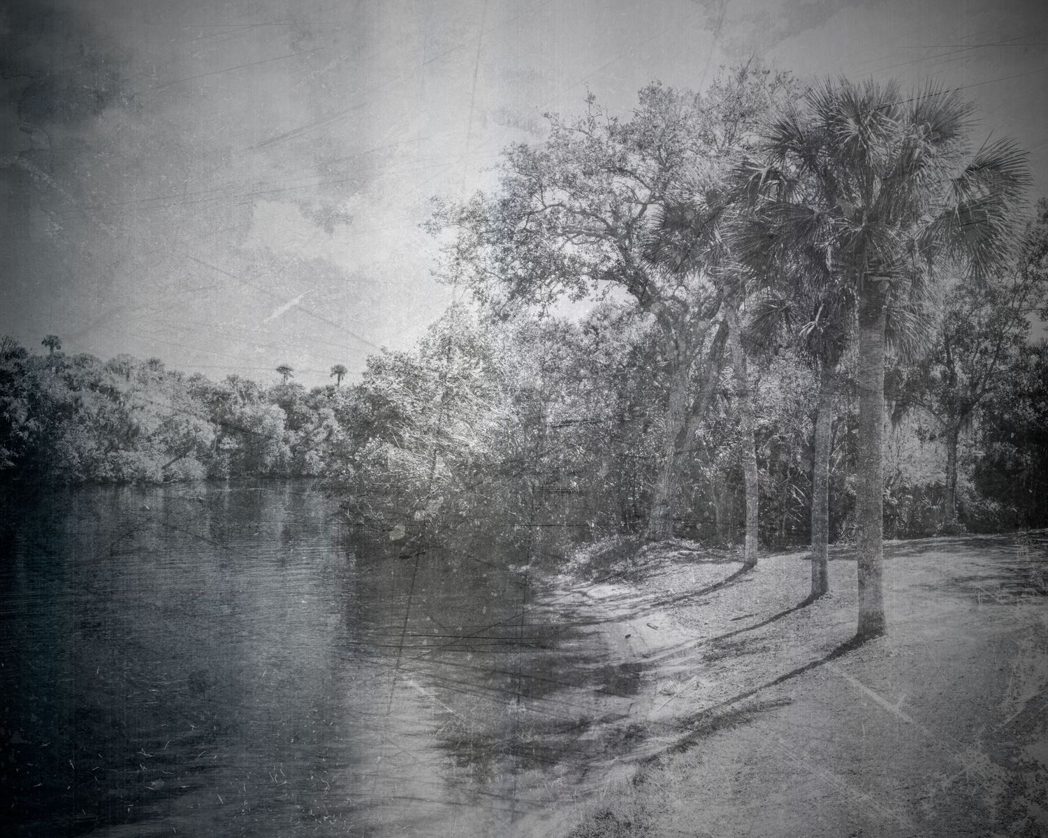 Vintage black and white photo of palm trees lining a tranquil river bank with lush tropical foliage.