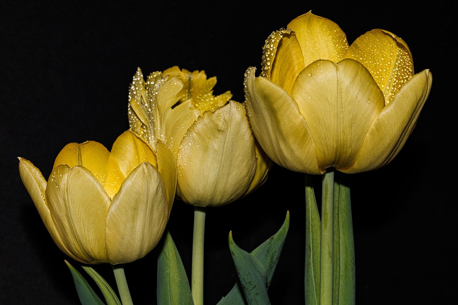 Yellow tulips with green stems and leaves against a black background, displaying delicate petals and natural beauty.