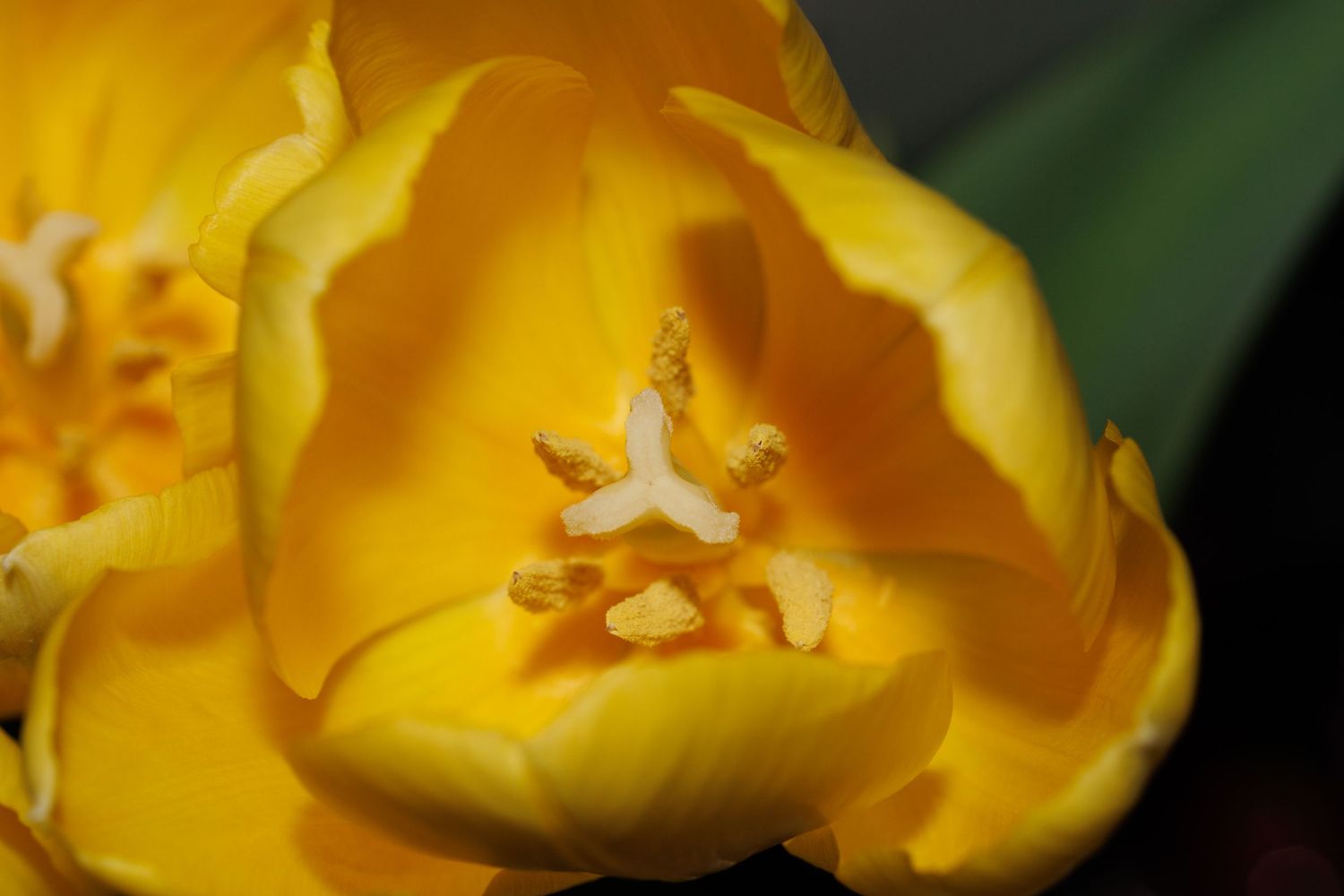 Close-up of a vibrant yellow tulip in full bloom, showcasing its delicate petals and golden stamens.