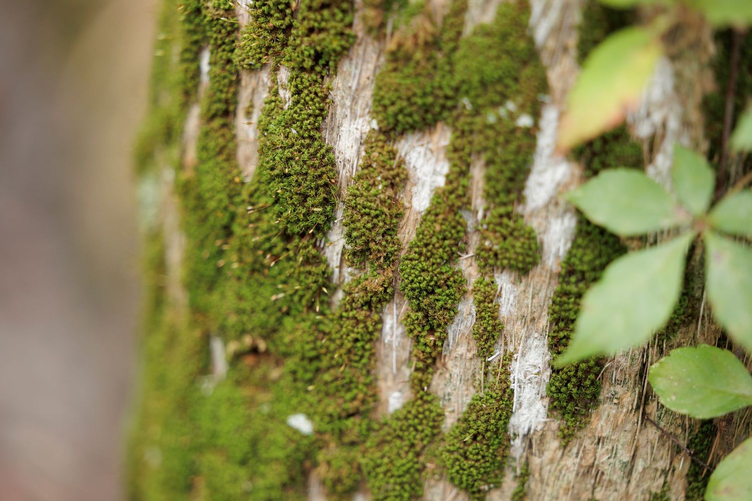 Closeup of moss growing on a tree trunk with small green leaves in soft natural lighting.