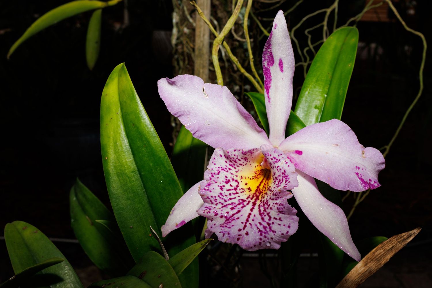 Botanical Gardens, Port St Lucie, Florida