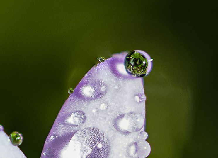 Macro photograph of water droplets on a purple flower petal reflecting a green background in crystal clarity.