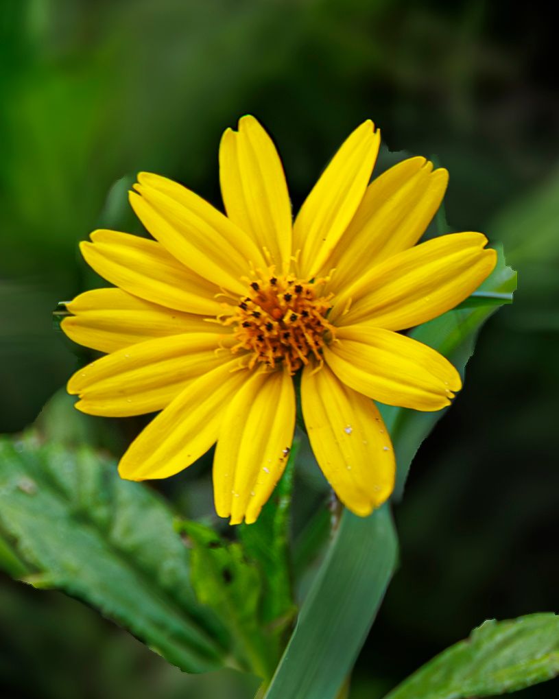 Close-up sequence of a bright yellow Jerusalem artichoke flower blooming against a dark green background.