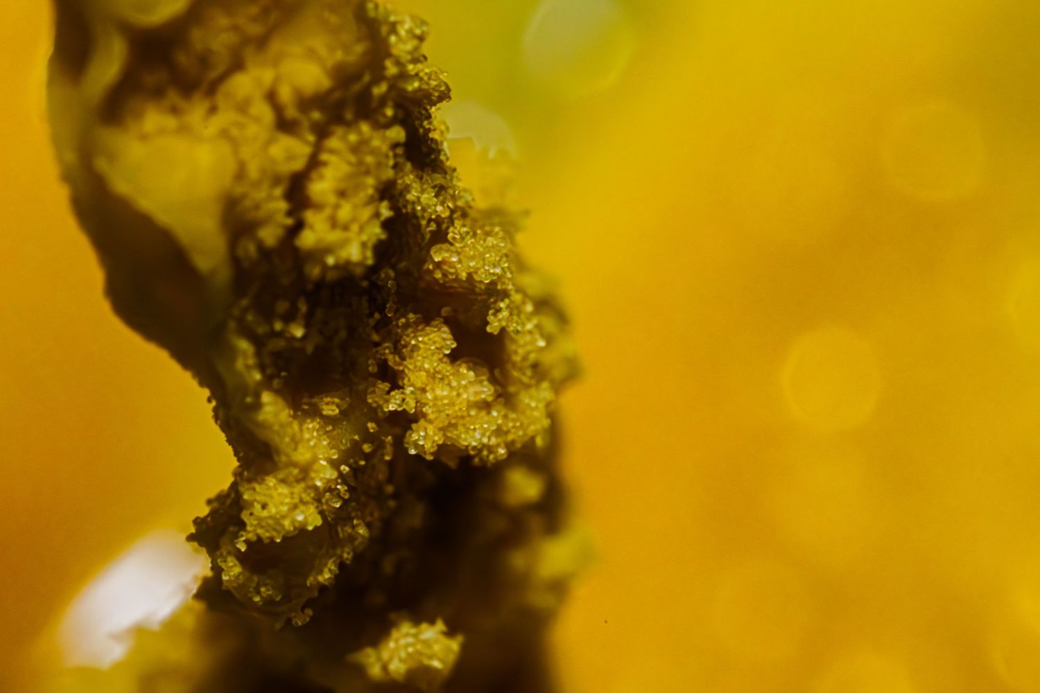 Extreme macro close-up of yellow pollen grains on a dark textured surface with golden bokeh background.