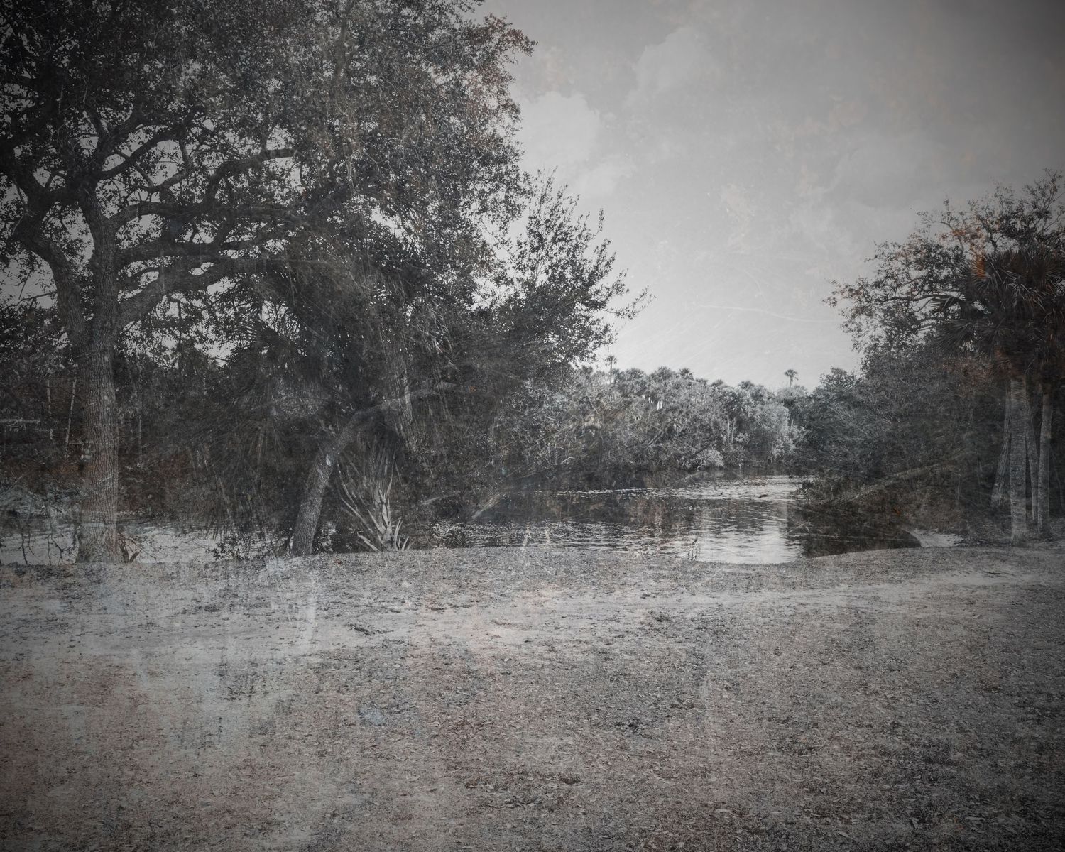 Vintage black and white photo of a serene woodland clearing with large oak trees beside a calm reflective pond.