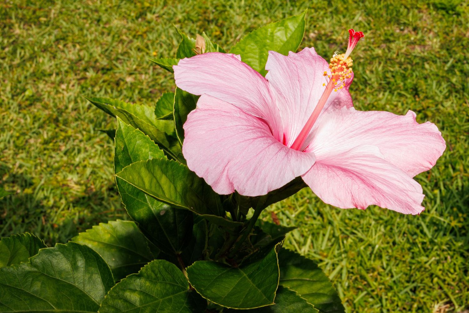 Botanical Gardens, Port St Lucie, Florida