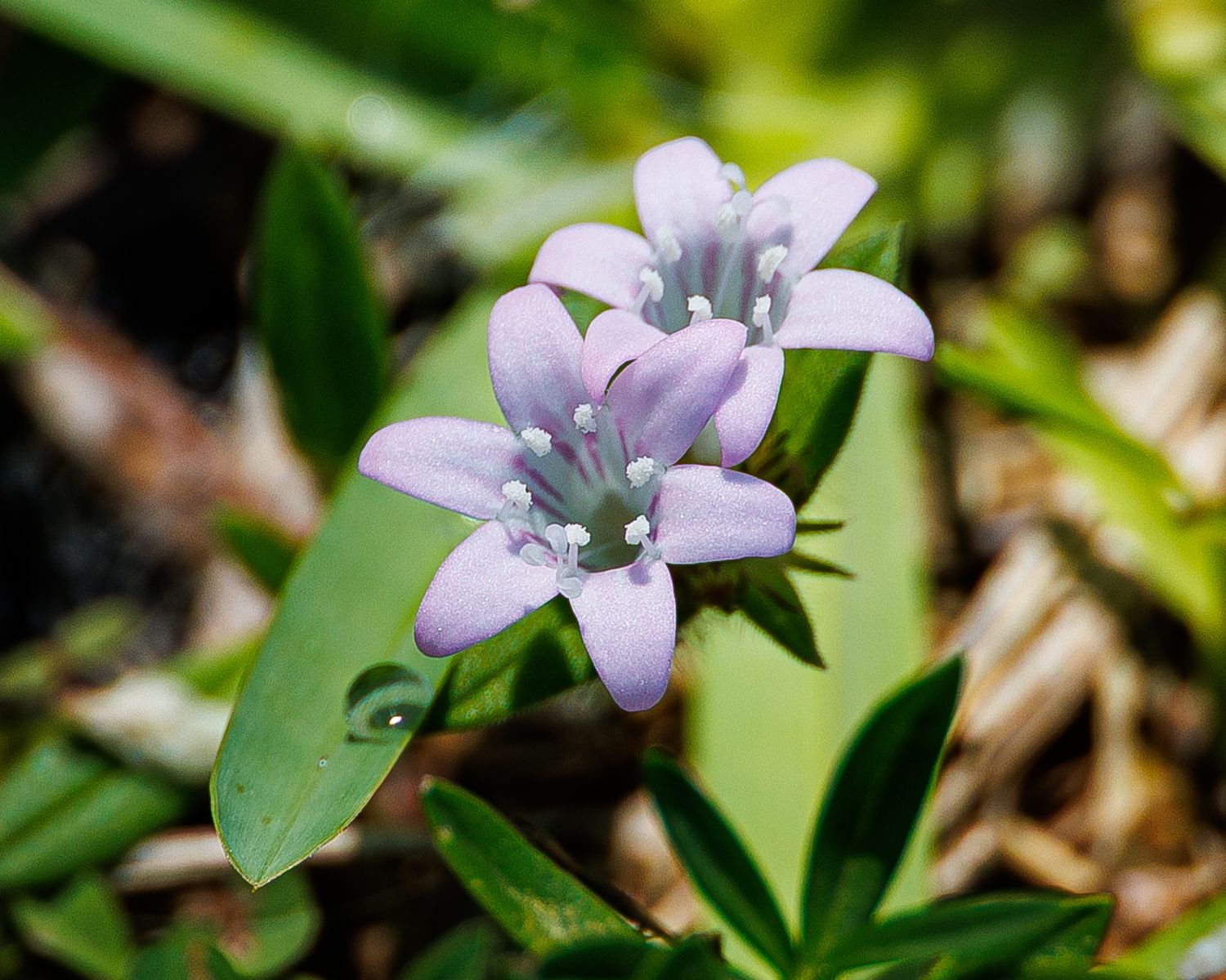 Mexican Clover, Port St Lucie, Florida