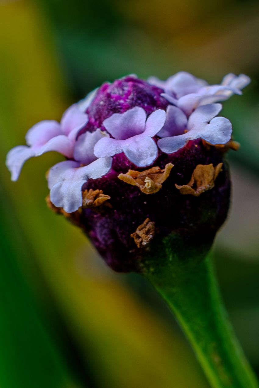 Macro photo sequence showing purple and white lantana flowers blooming in stages against a blurred green background.
