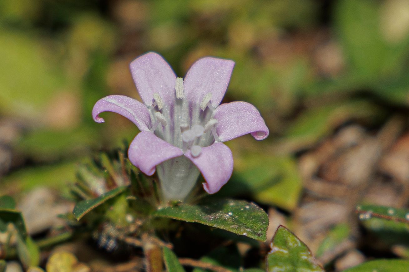 A delicate pink wildflower with silvery stamens blooms close to the ground among green leaves covered in morning dew.