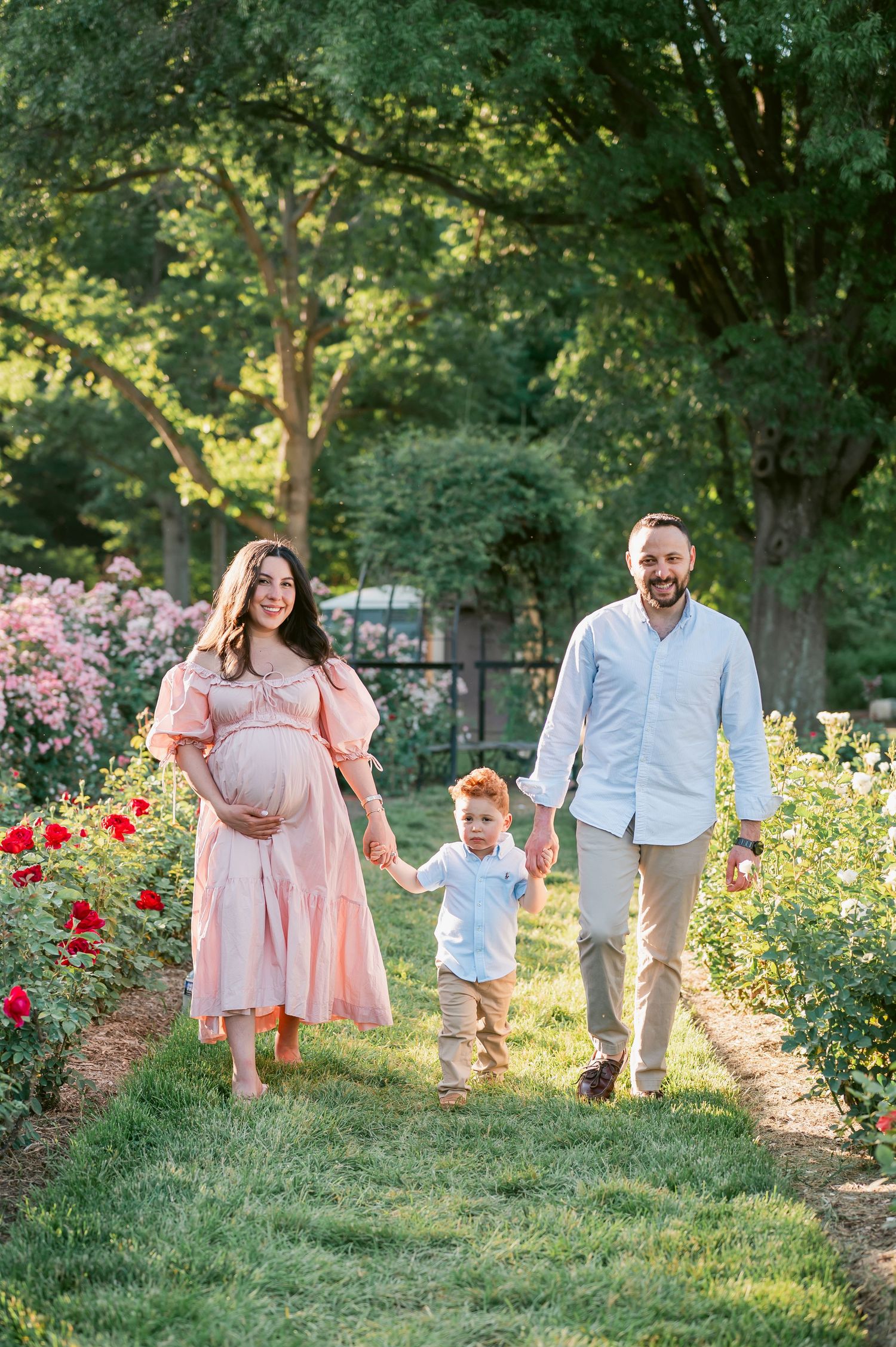 Pregnant woman in pink dress walks with husband and toddler son through blooming rose garden on sunny day.