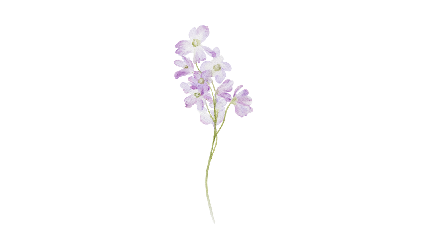 Small purple wildflowers with delicate petals grow against a soft white background.