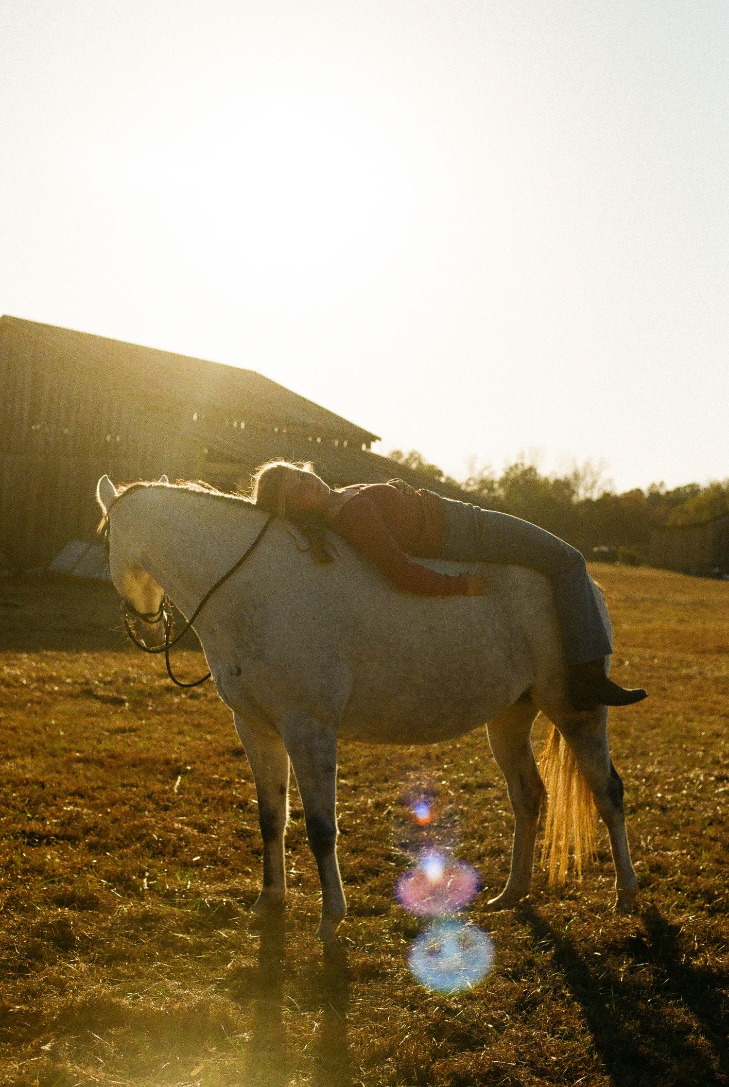 White horse standing in a golden sunlit field at sunset with lens flares creating a dreamy atmosphere.