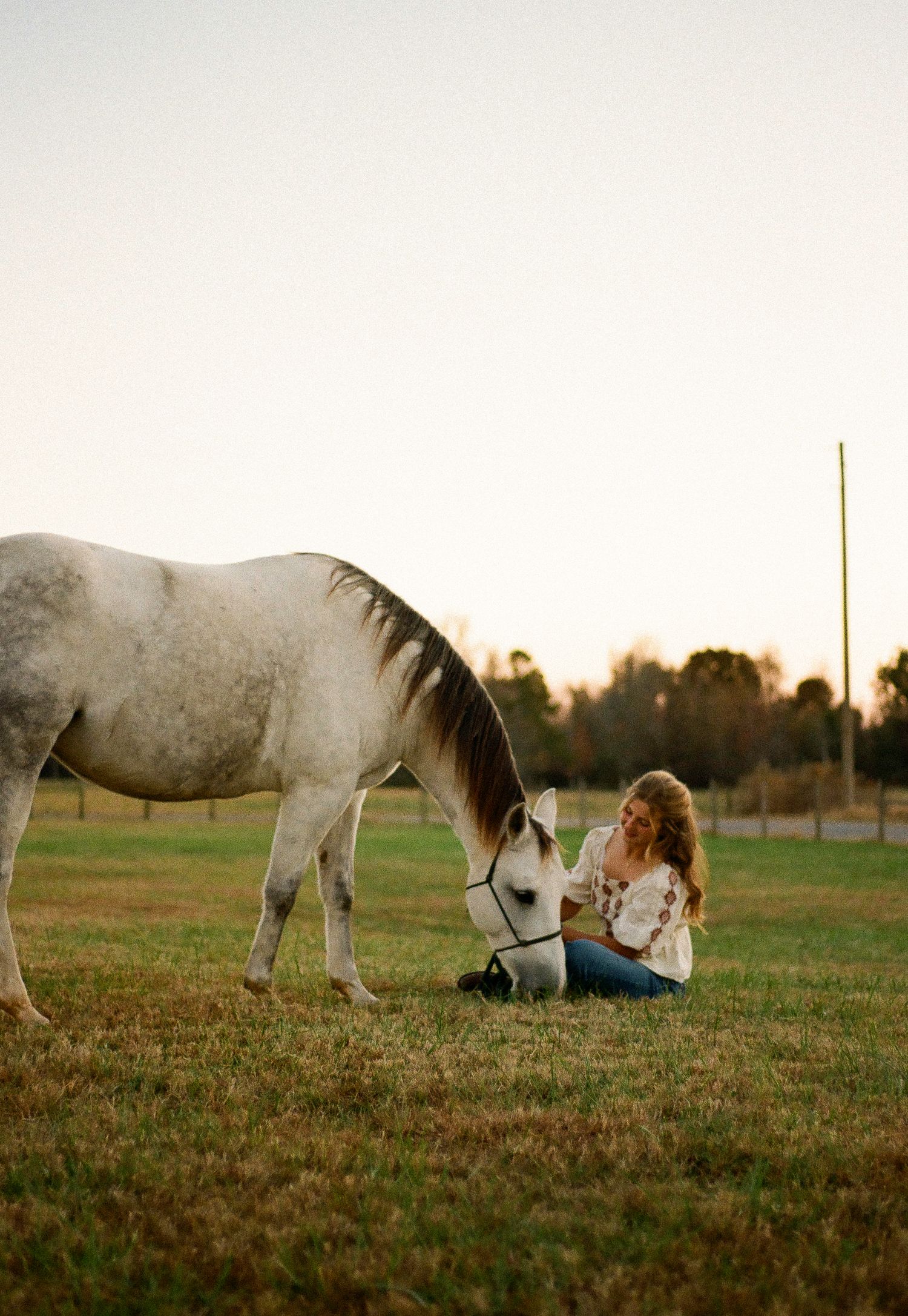 White horse grazing in a peaceful pasture during golden hour.