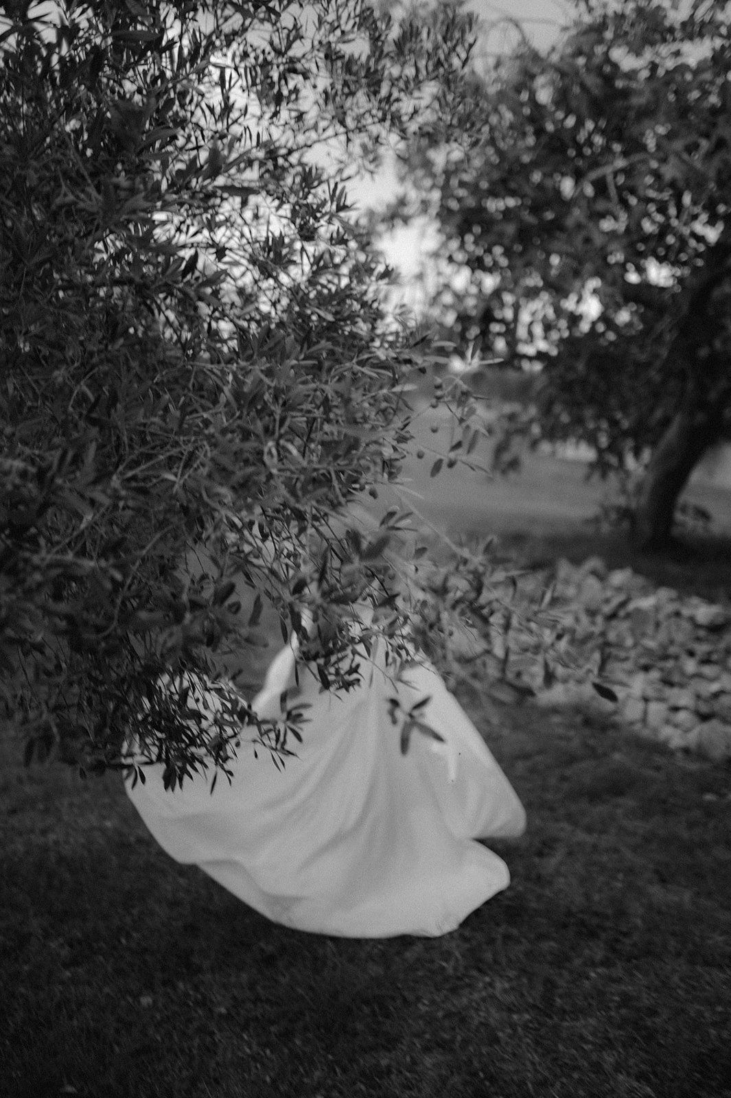 Black and white photo of a flowing bridal gown caught in the breeze among olive trees in a garden.