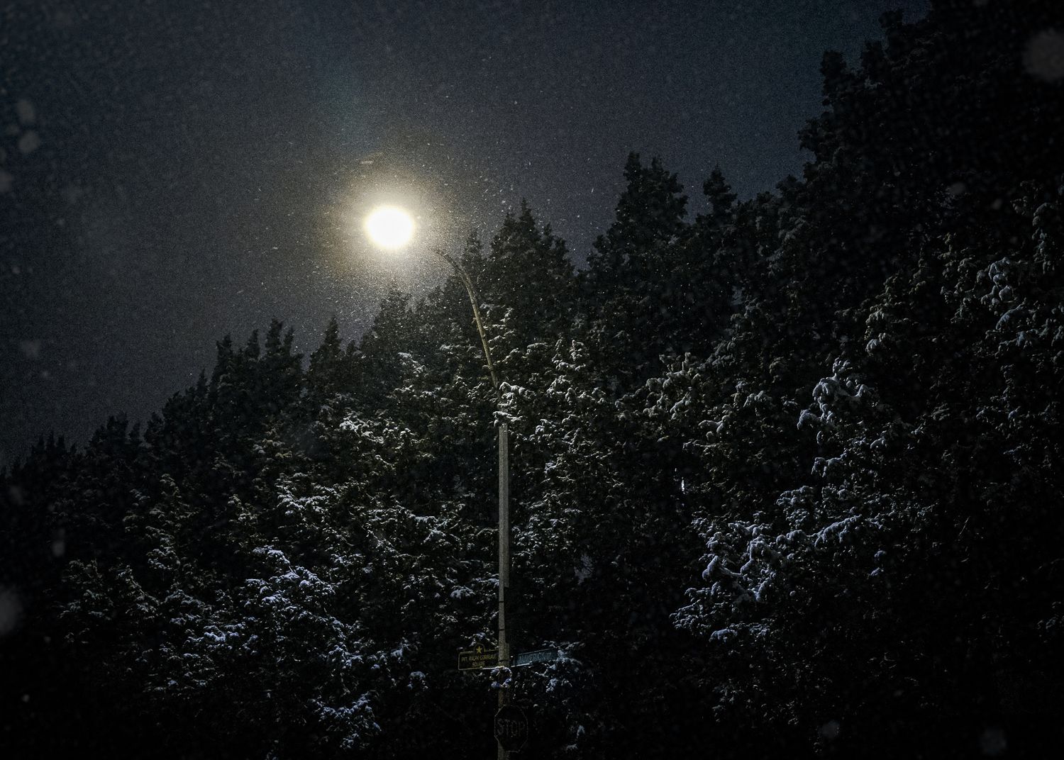 A bright full moon illuminates snowy evergreen trees at night with a street lamp in the foreground.