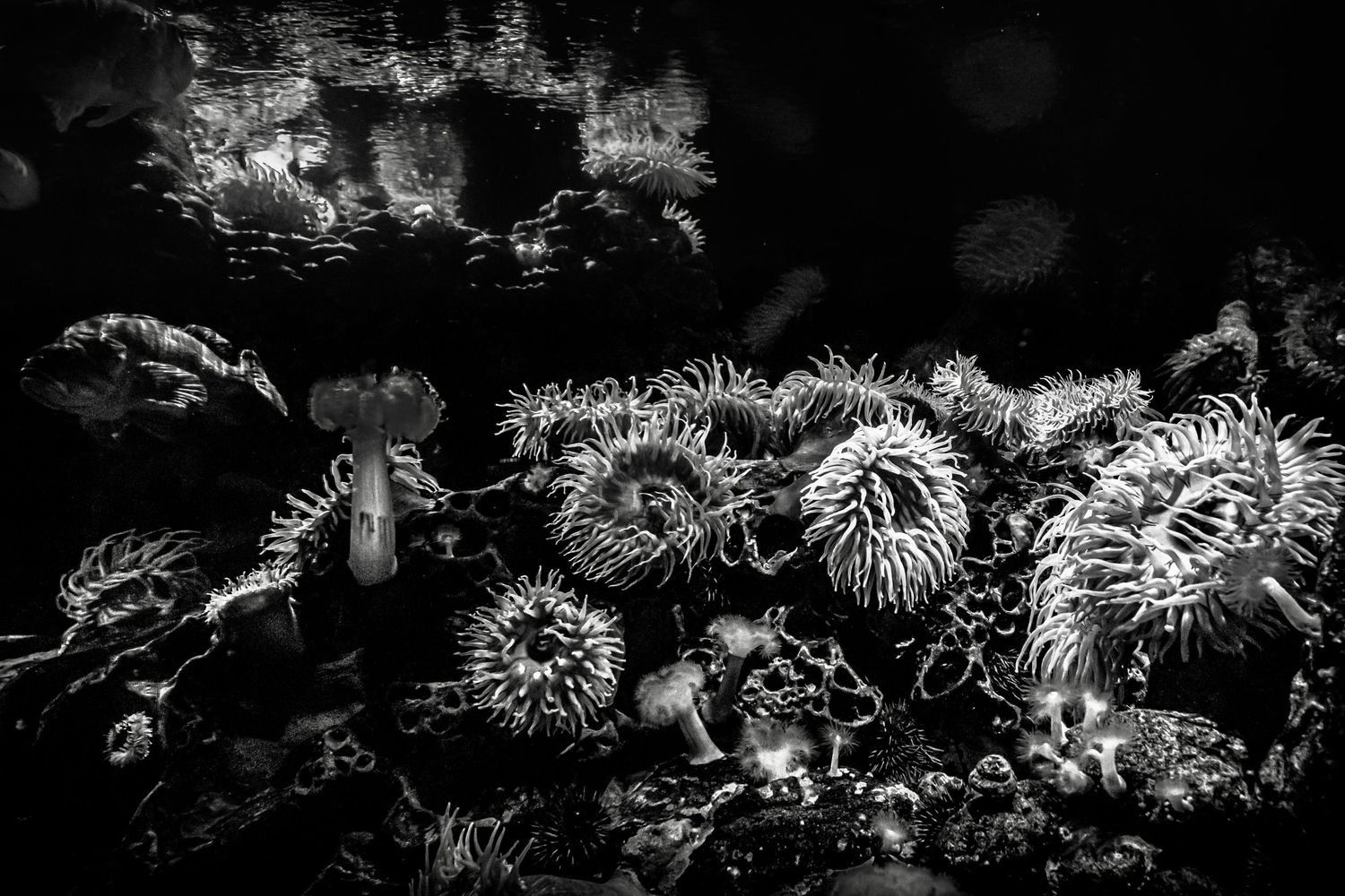 Black and white underwater scene showing delicate sea anemones swaying in dark waters with ethereal lighting effects.