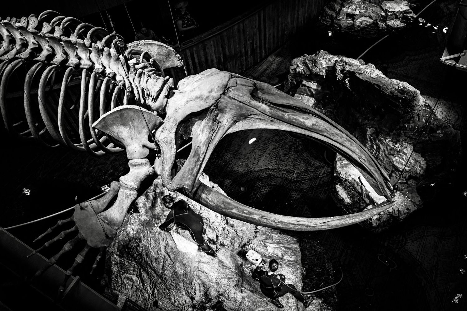 Black and white photo of a fossil skeleton showing large jaw bones and skull details in a natural history museum display.