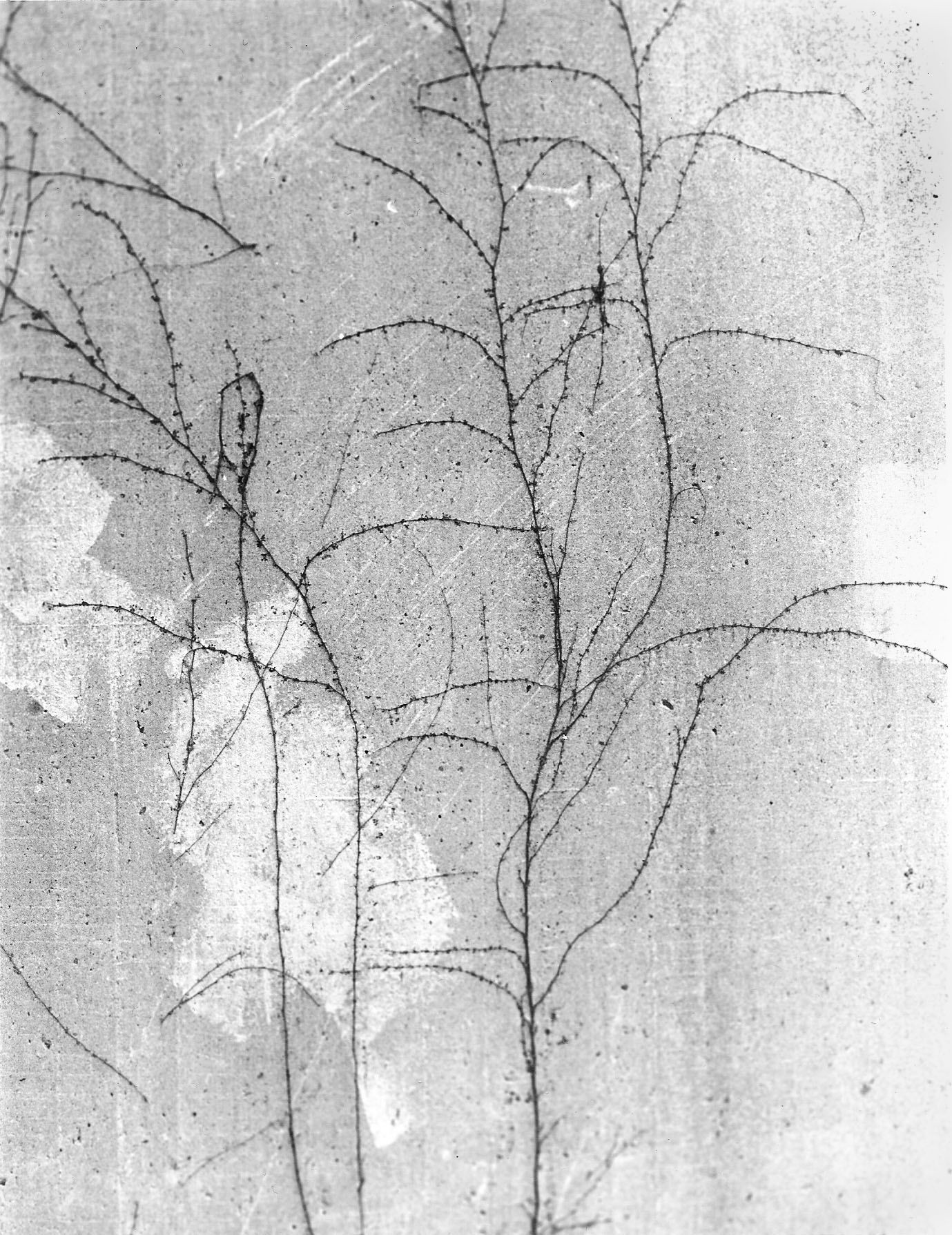 A black and white photograph shows delicate tree branches with thin twigs against a textured, misty background.