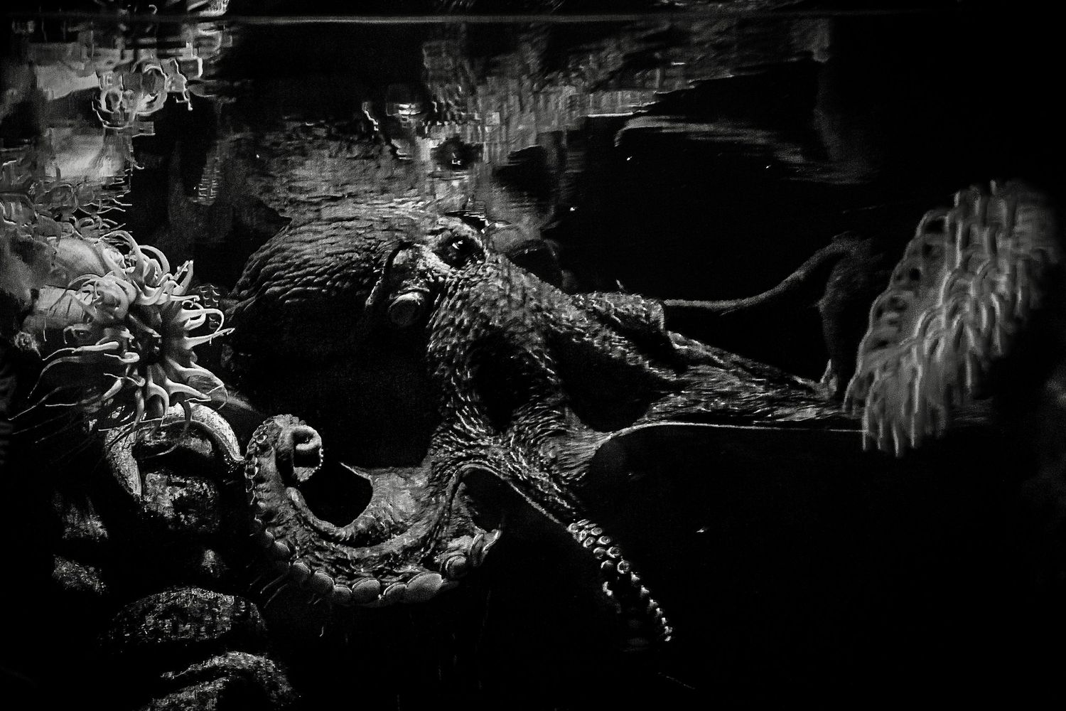 A black and white underwater photograph shows intricate coral formations and marine life in dark, moody lighting.
