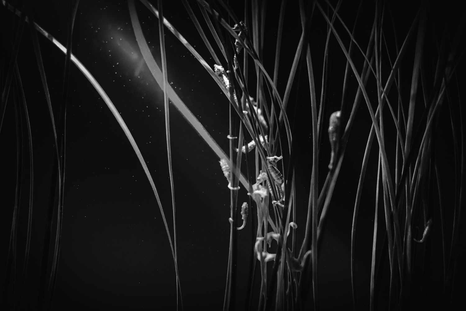 Dramatic black and white photograph of tall grass stems and cattails silhouetted against a dark background.