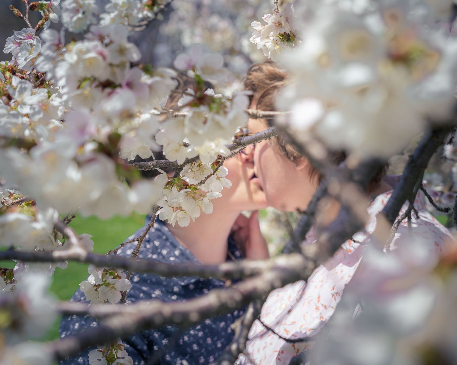 A person lies among delicate white cherry blossoms on a spring day, framed by soft blooming branches.