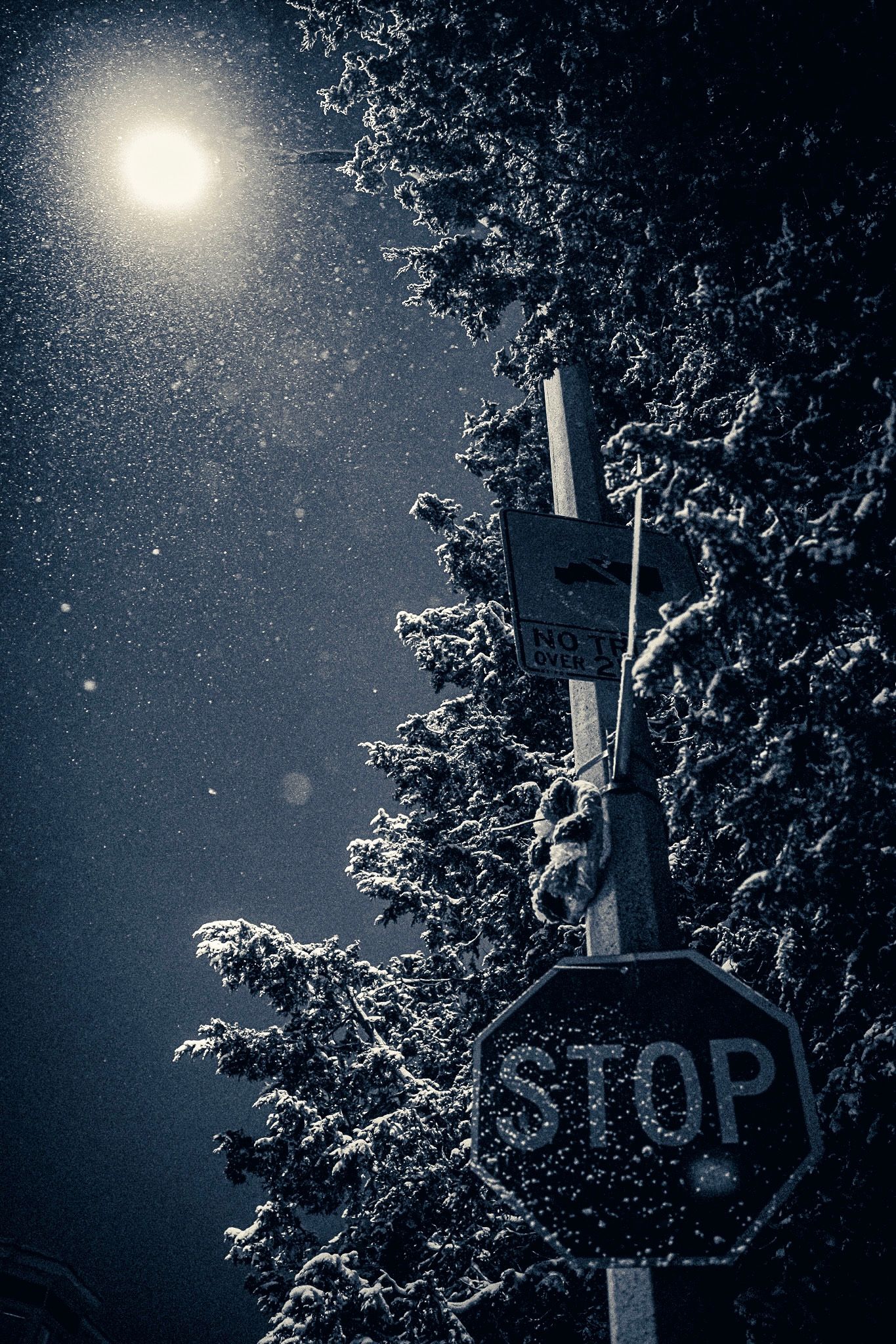 A snow-covered STOP sign illuminated by moonlight on a winter night with frosty evergreen trees in the background.