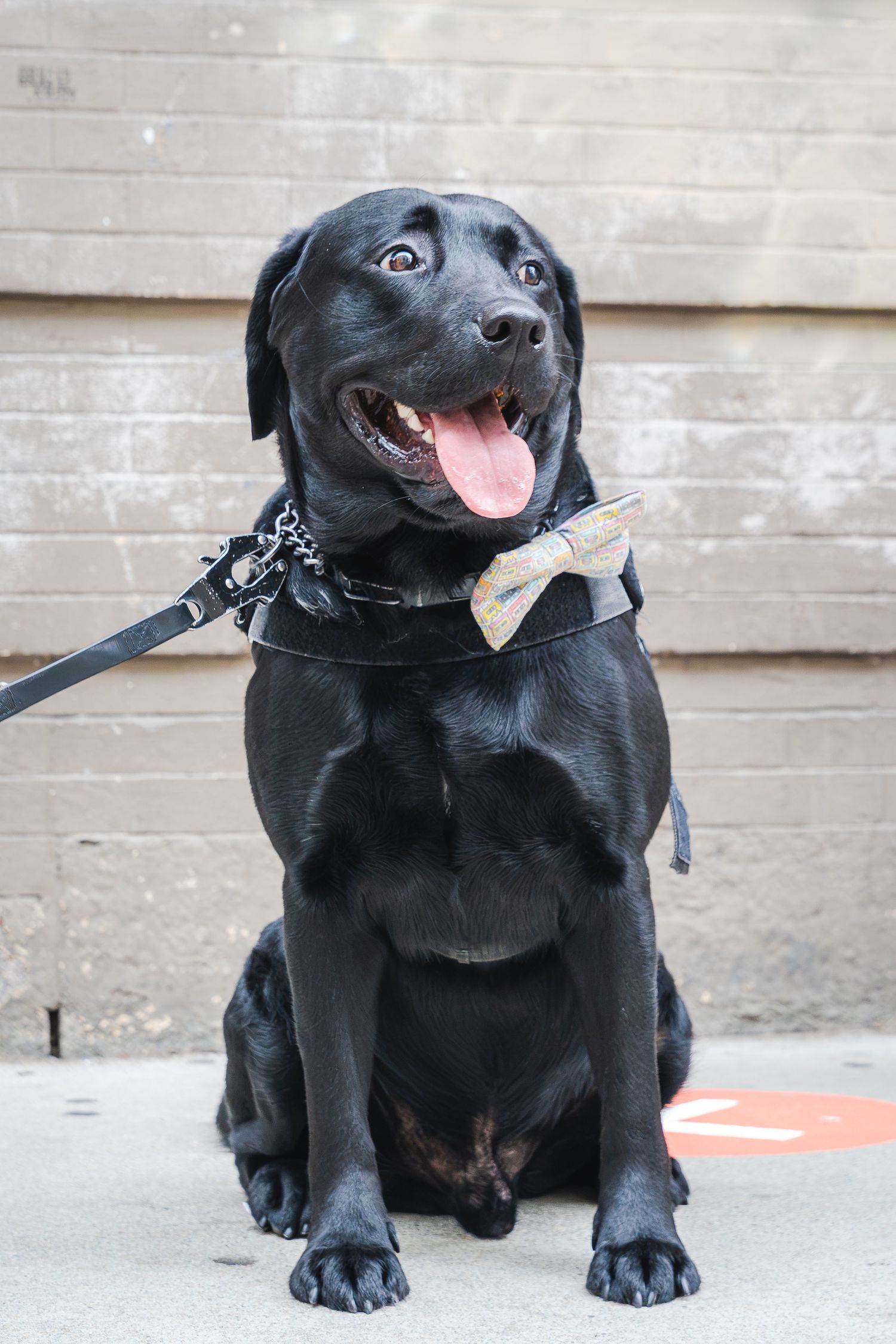 Happy black Labrador dog wearing a bow tie and leash, sitting outdoors against a brick wall with tongue out.