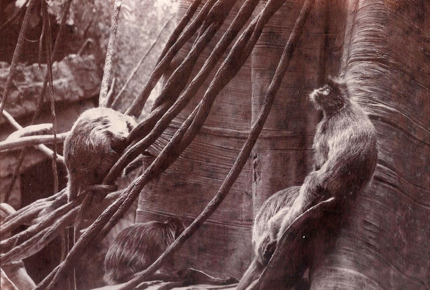 Two monkeys perched on a thick palm tree trunk in a vintage black and white photograph.