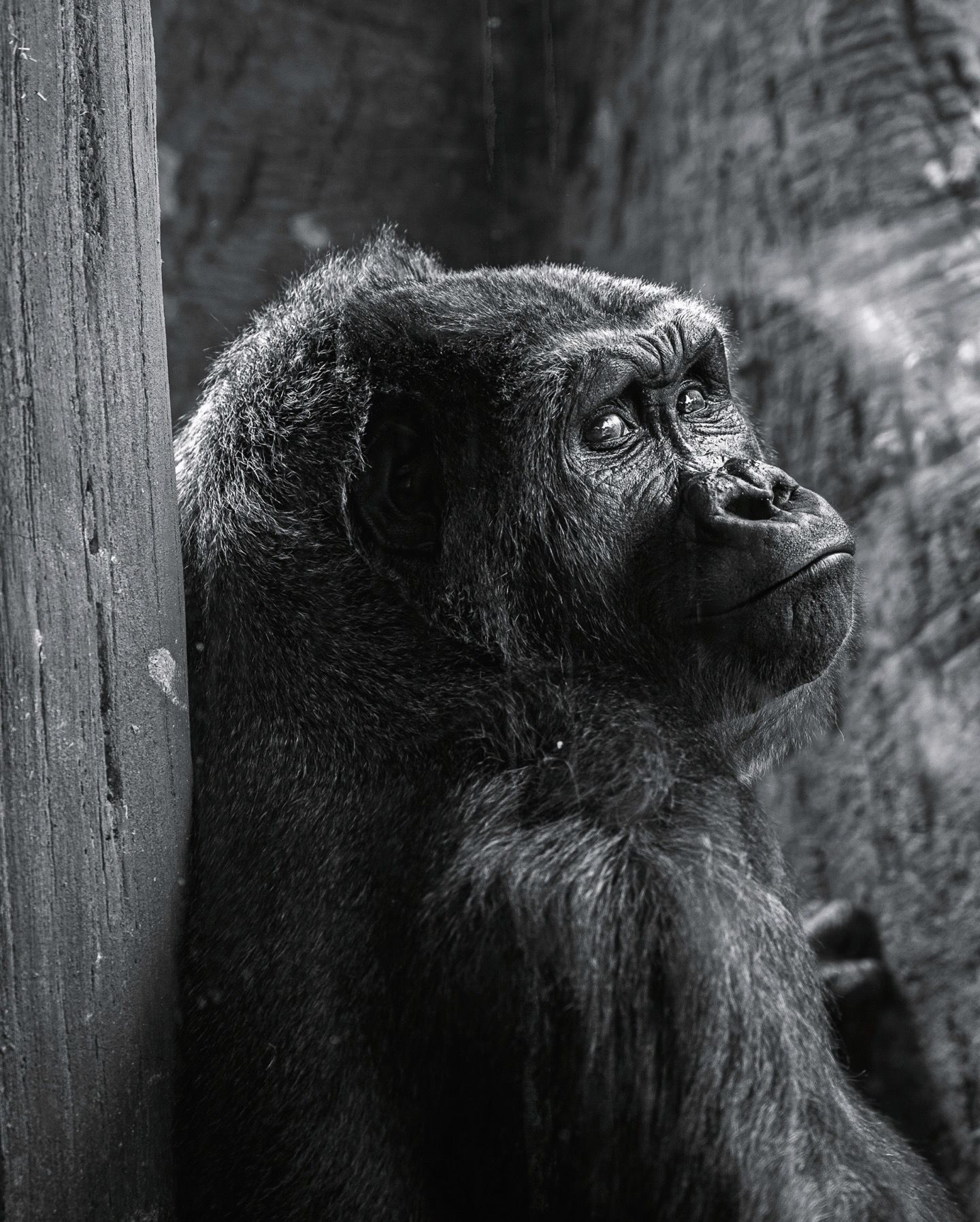 Close-up black and white portrait of a gorilla looking thoughtfully into the distance.