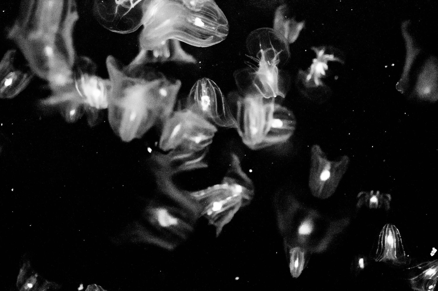 Abstract black and white photograph showing luminous jellyfish floating in dark water creates ethereal underwater scene.