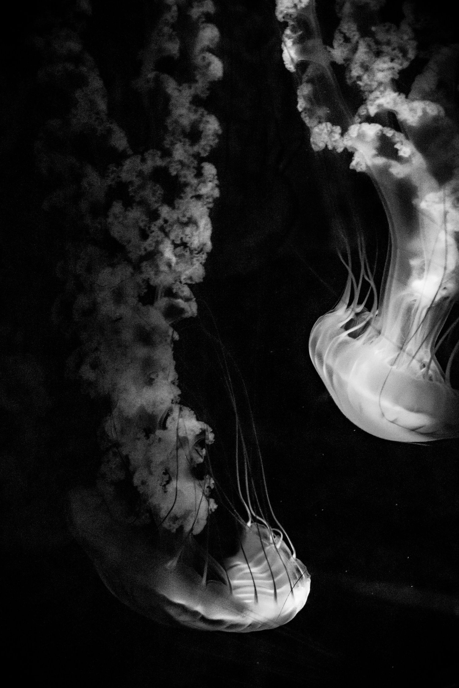 Black and white photograph of two glowing jellyfish floating gracefully in dark water with trailing tentacles.