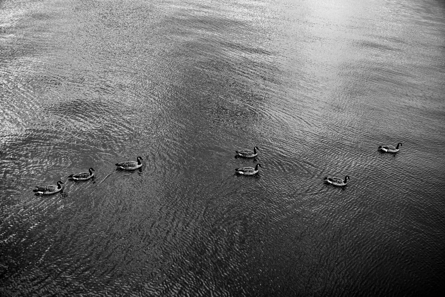Aerial black and white view of ducks swimming in a rippled water surface.