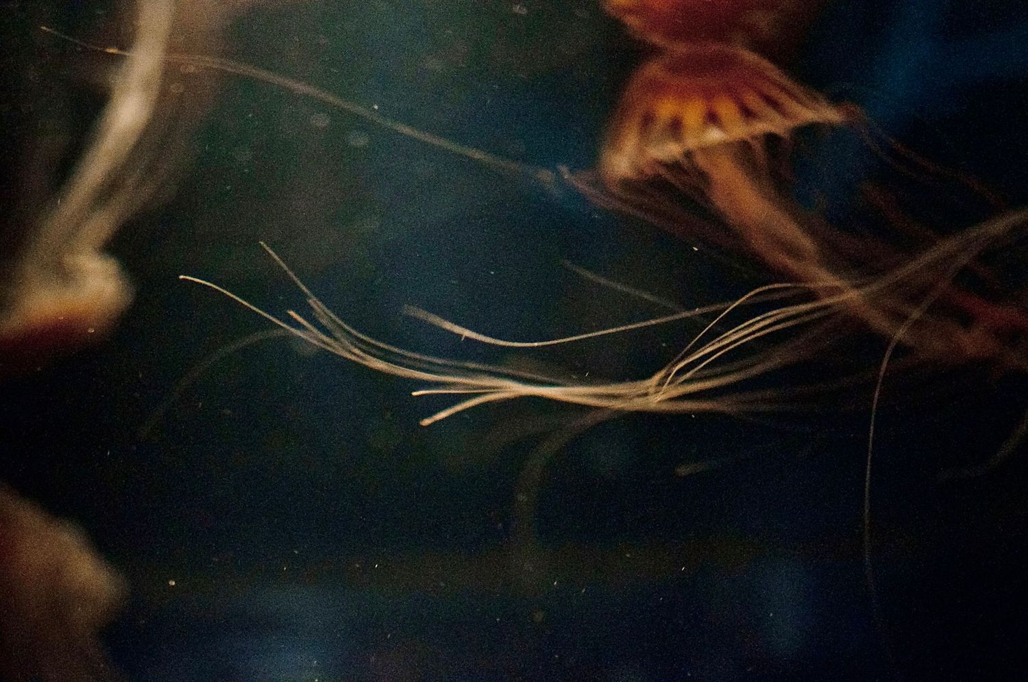 Long wispy tentacles or antennae of a translucent sea creature float gracefully in dark aquarium waters.