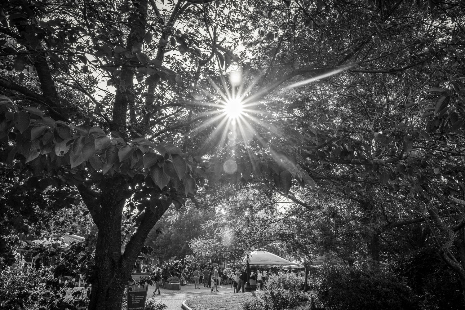 Sun rays burst through tree canopy creating dramatic sunburst effect in black and white forest landscape.
