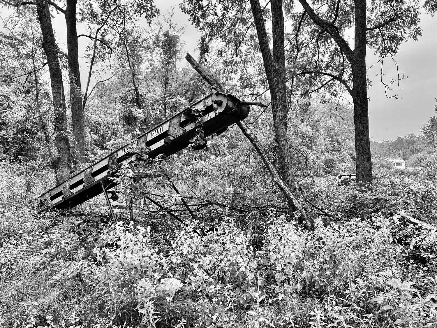 A motorcycle rider jumps over a hill in a forest setting captured in black and white photography.