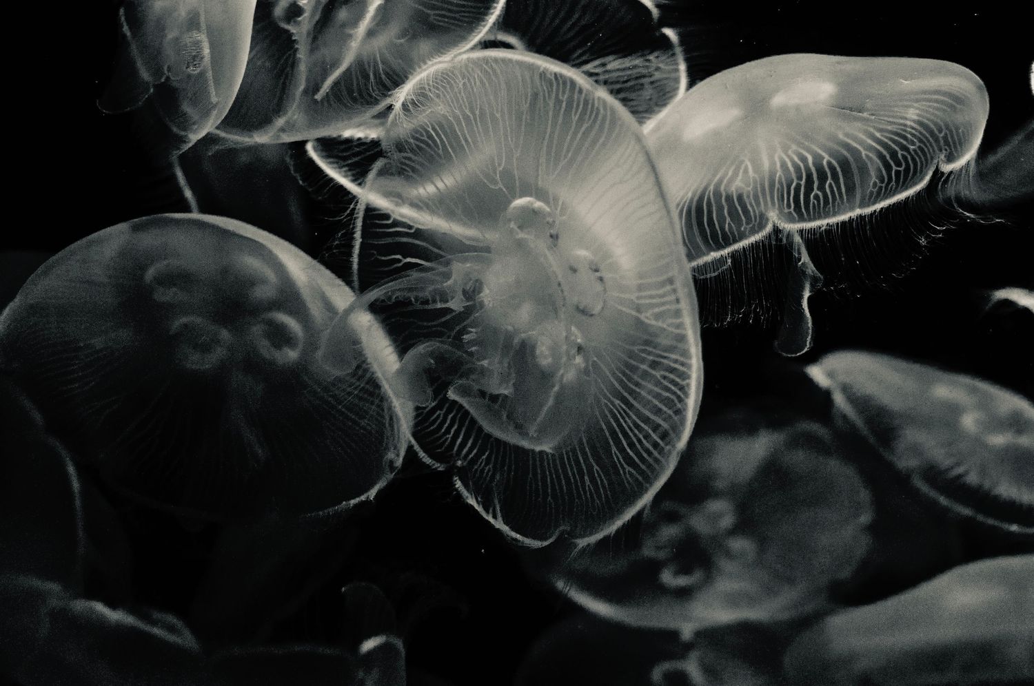 Ethereal jellyfish float gracefully in dark waters, their translucent bodies illuminated in black and white photography.