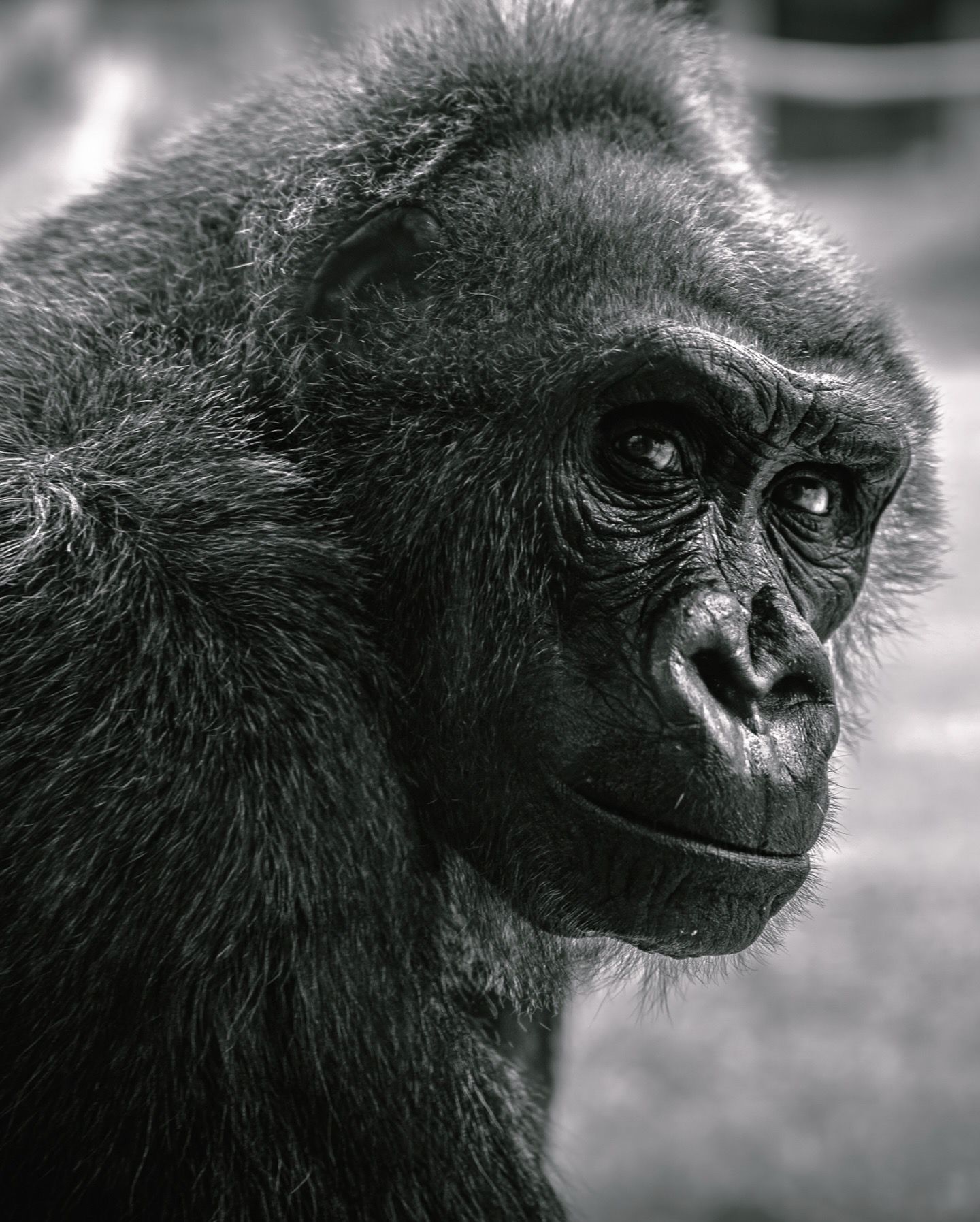 A black and white portrait of a young chimpanzee with expressive eyes and dark fur looking contemplatively to the side.